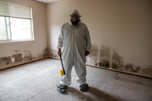 Professional Mold Removal in South Cleveland, TN